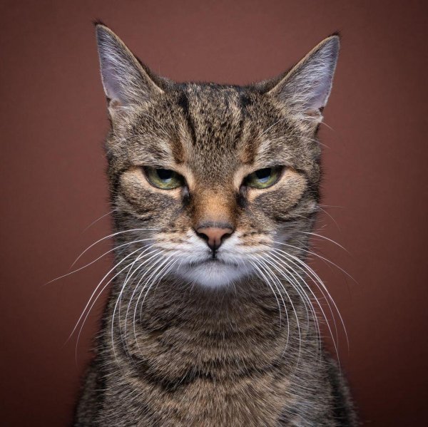 покажи котов