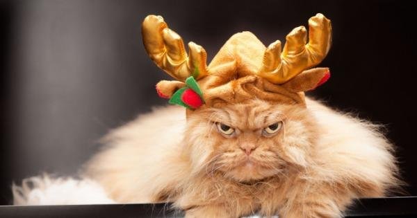 злобный кот