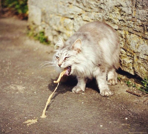 кошачья блевотина