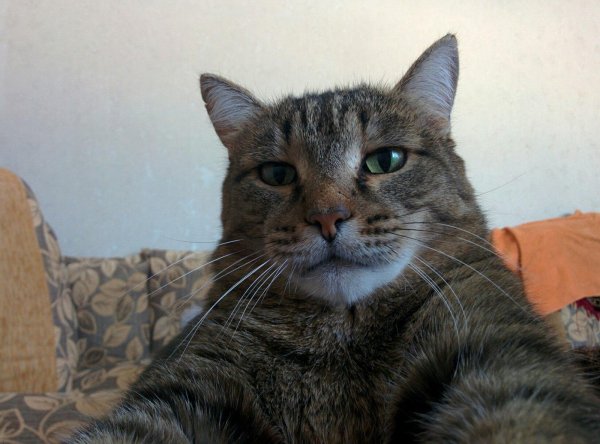 смешные лица котов