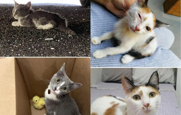 котята до и после