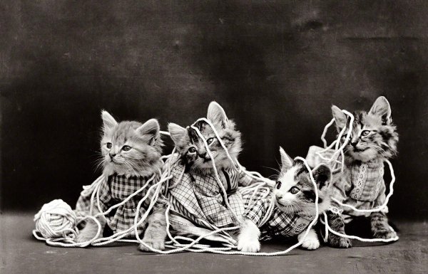 ретро котики