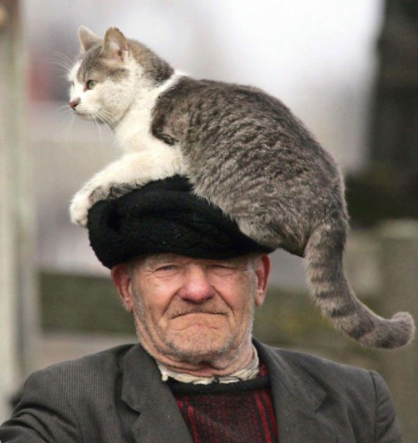 дедушка кот