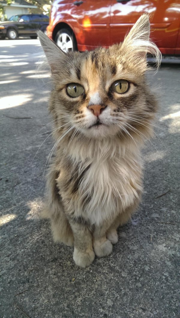 безумный кот