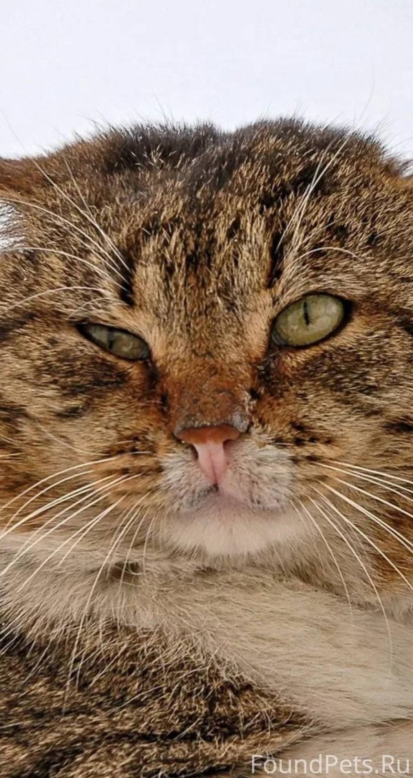 наглый котэ