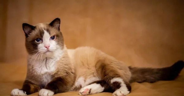 сиамская кошка