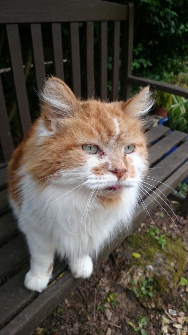 крим пафф кошка