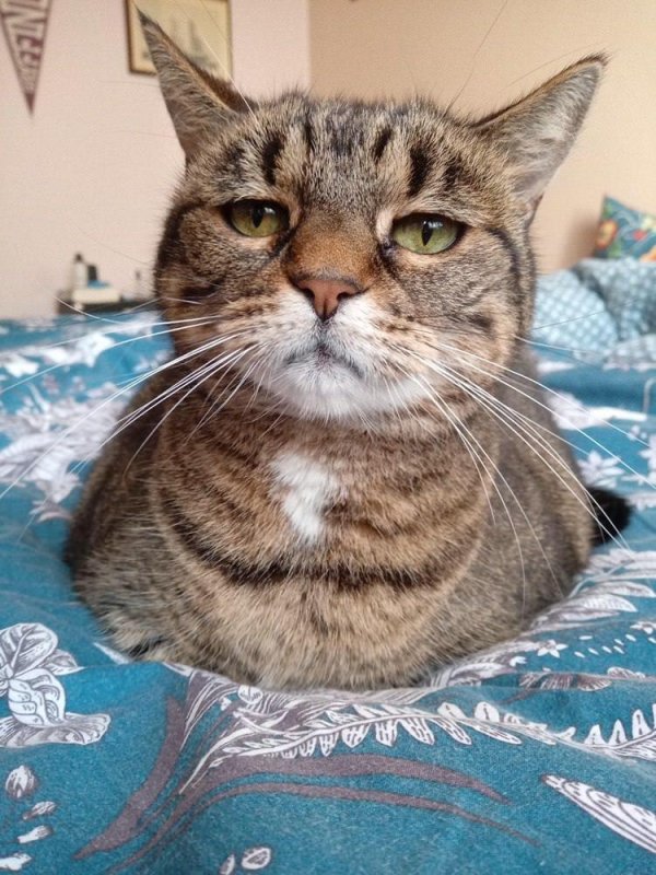 всратые коты