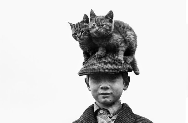 коты бандиты