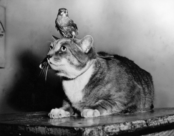 старые коты