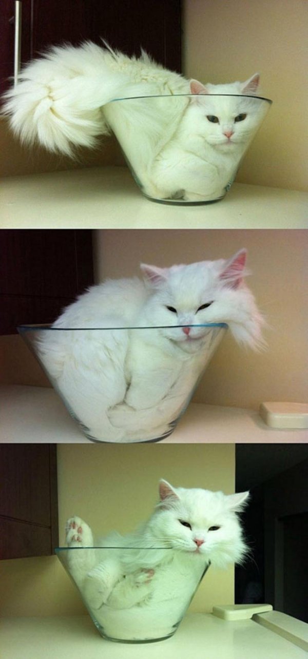 коты это жидкость