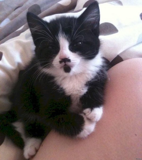 очаровательные котята