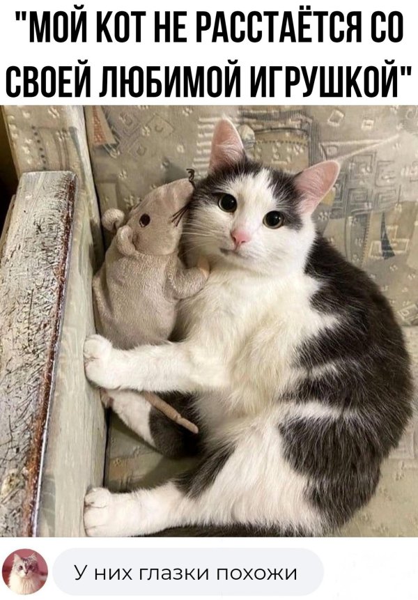 забавные животные кошки