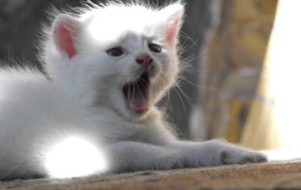 смешной котенок