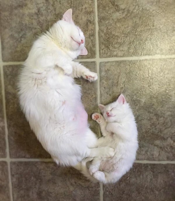 новорожденные котята