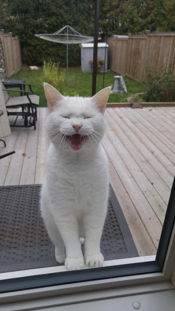 белая кошка зевает