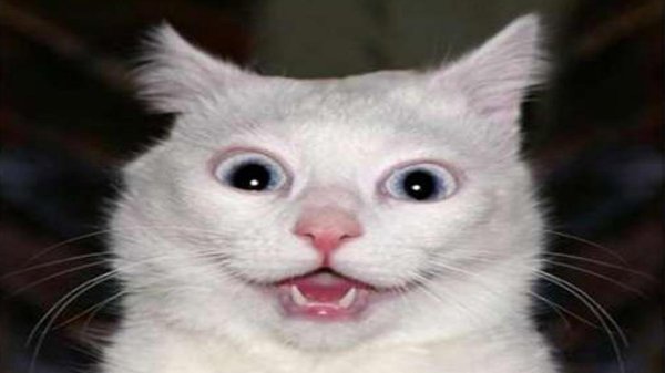 офигевший кот