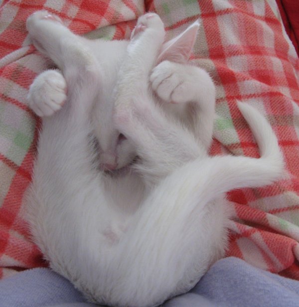 белая кошечка