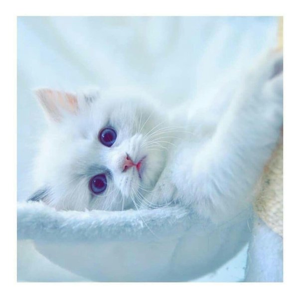 очаровательные котята