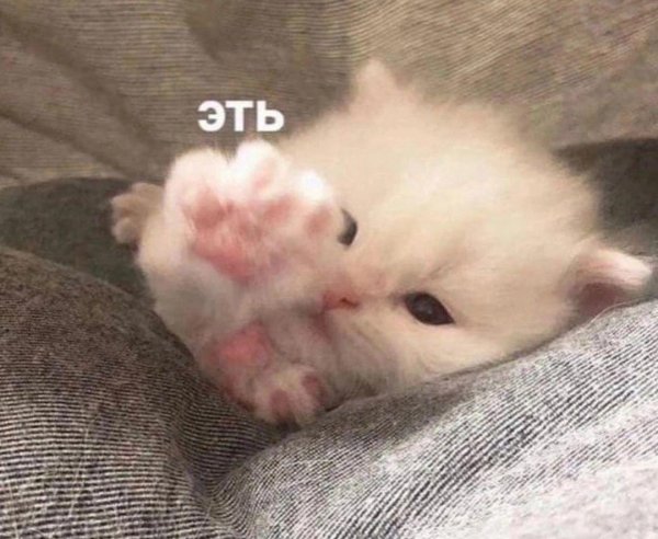 милые котенок