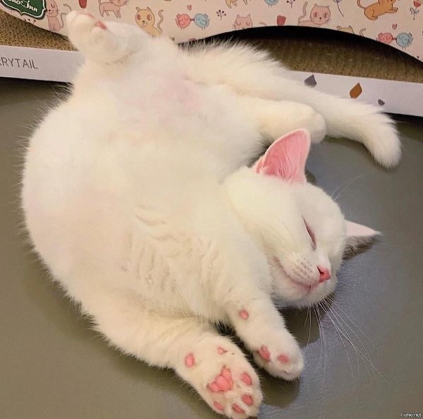 милое животное