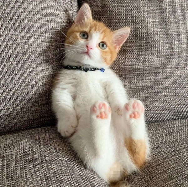 очаровательные котята