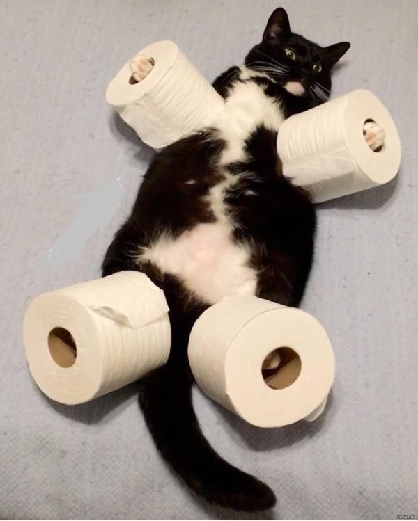 туалетная бумага с котиками