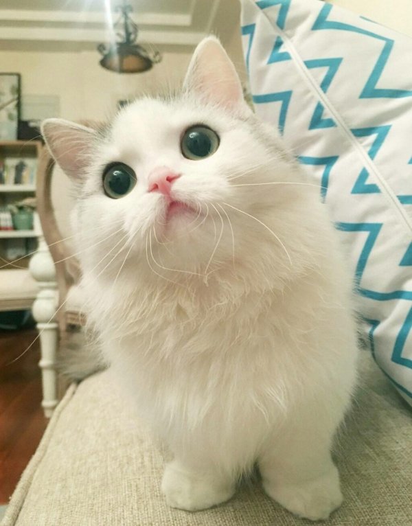 котики милые