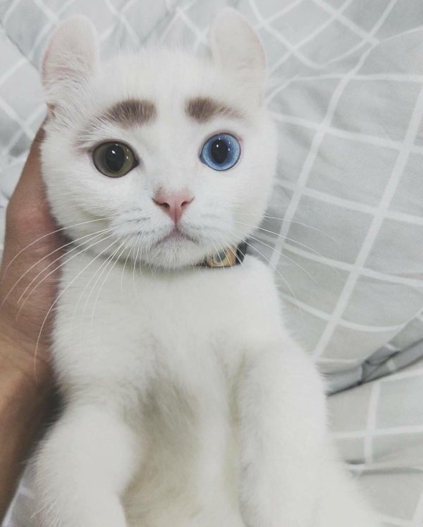 гетерохромия у кошек