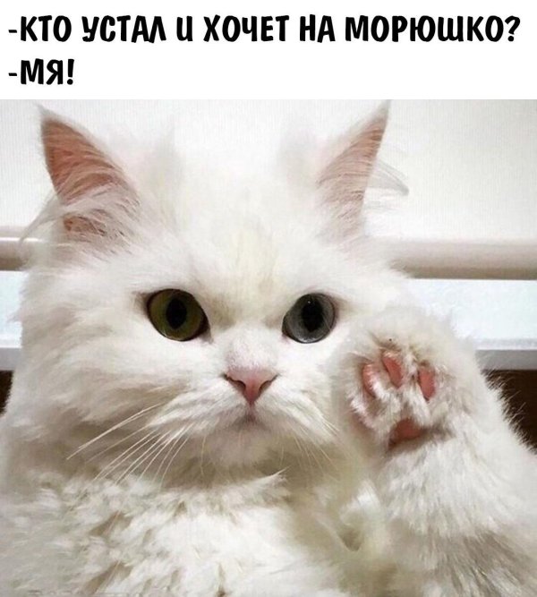 милая котик