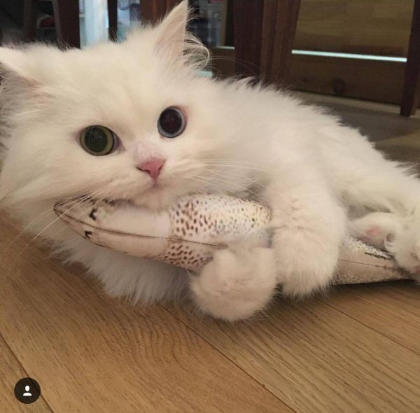 милые пикчи с котиками