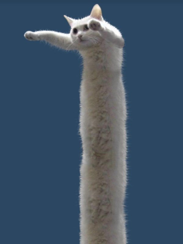 длиннокот нобико