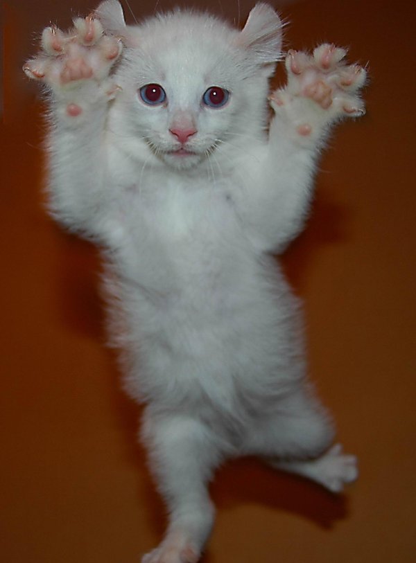 мейн кун белая