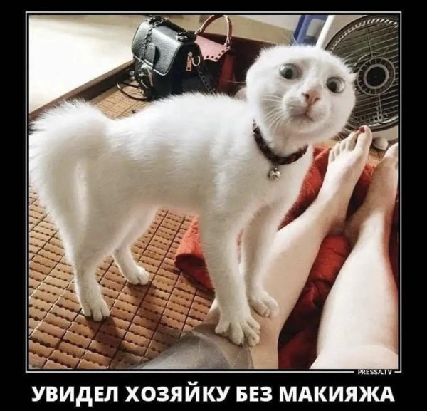 смешные животные до слёз