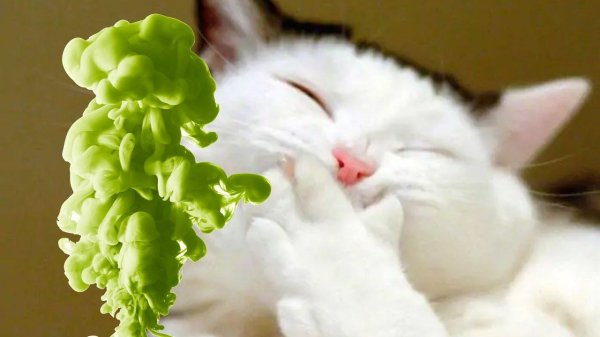 смеющийся котик