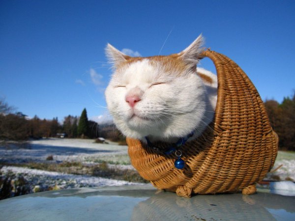 кот доволен