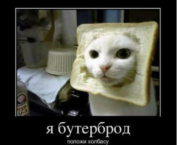 смешная кошка