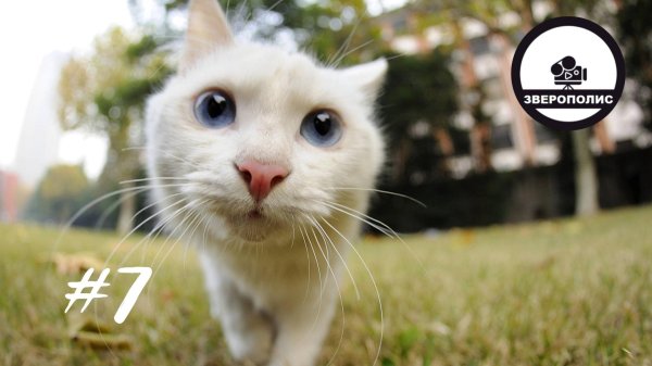 кот веселый