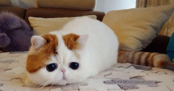 экзотическая короткошерстная снупи