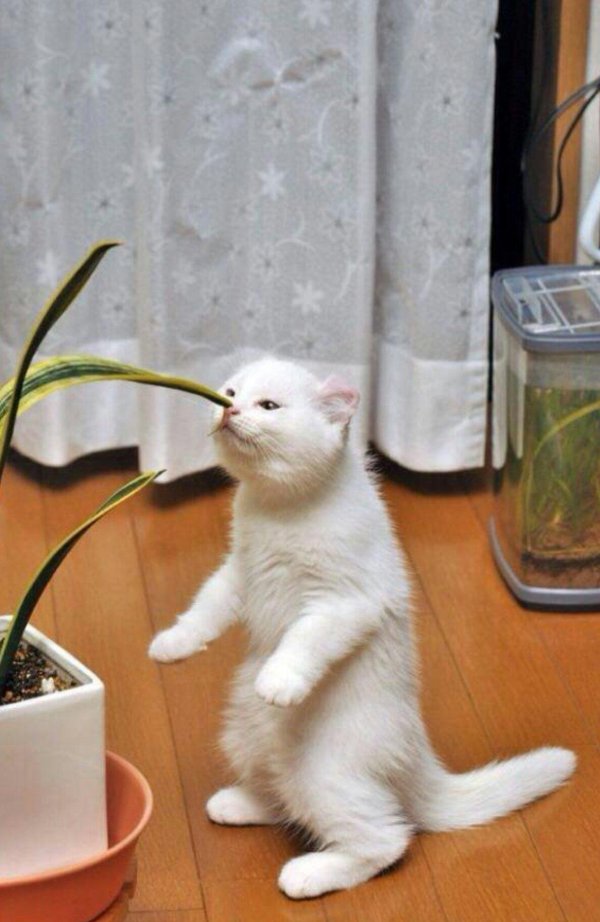 белые котики