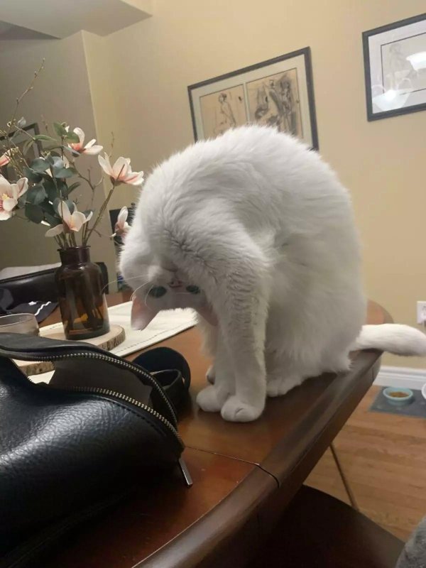 cмешные животные