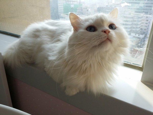 милые котики