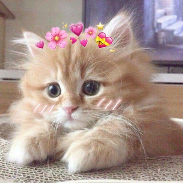 пушистые котята