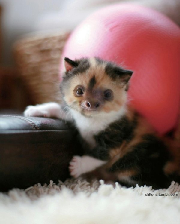 покажи самых милых котиков