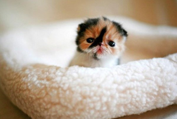 самые милые котята