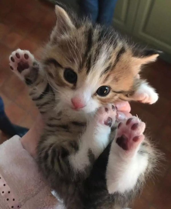 котенок милашка