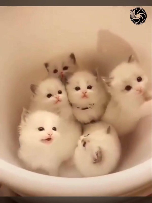 очаровательные котята