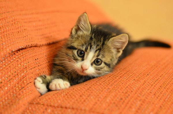 маленькие котята