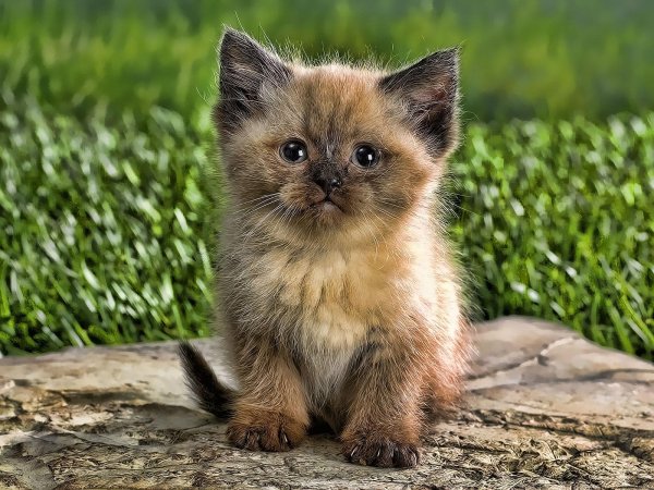котики маленькие