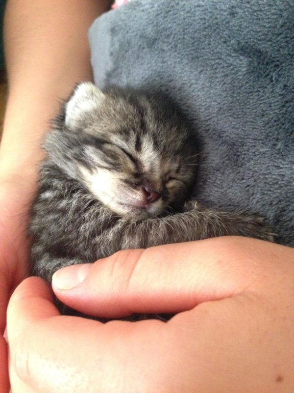 новорожденные котята
